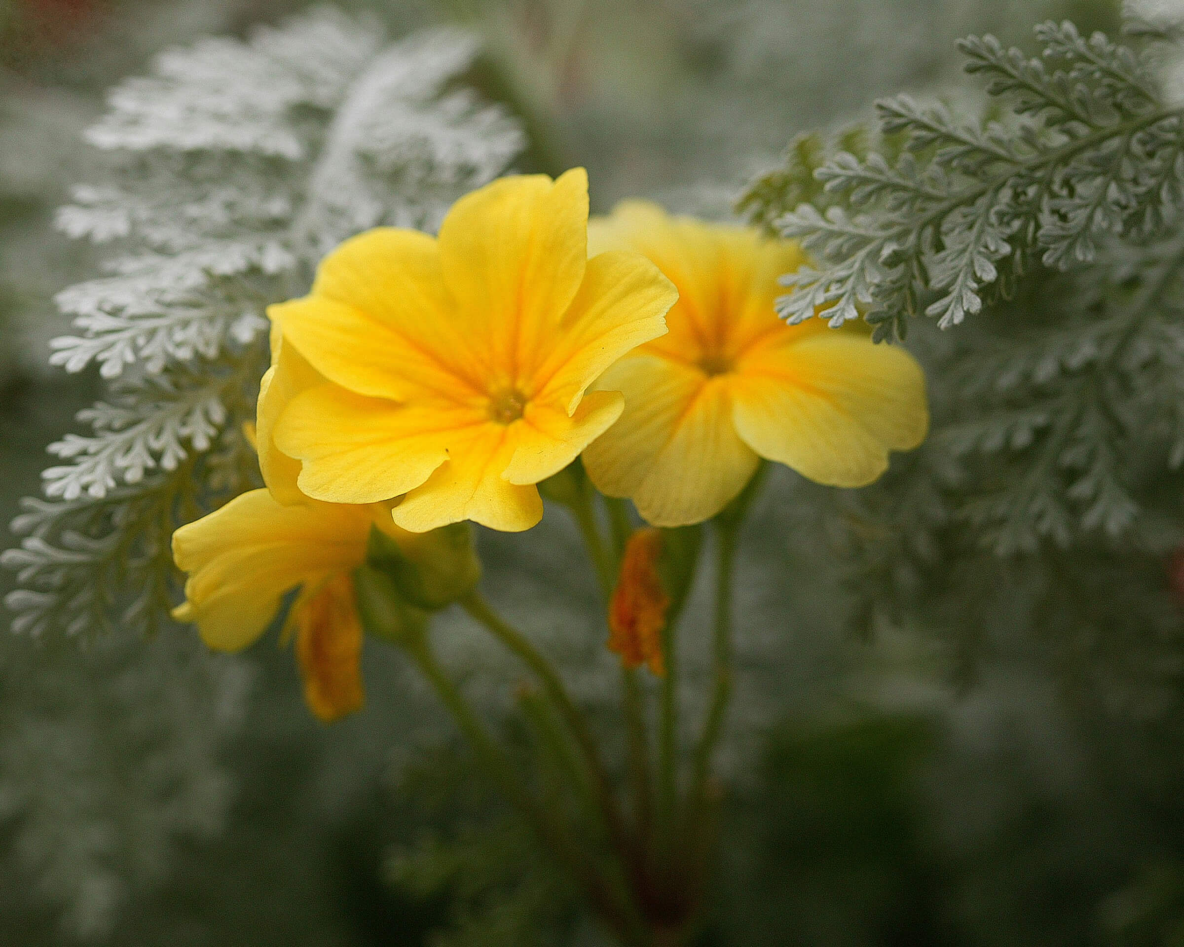 Beautiful floral displays and walking trails at Brookside Gardens in Montgomery County